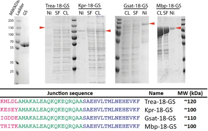 Figure  2.15:  SDS‐PAGE  of  bacterial  proteins  fused  to  GS  expressed  in  E.coli.  Crude  lysate  (CL),  soluble  fraction (SF) and main elution fraction from Ni‐NTA affinity column (Ni) were analyzed. For comparison, the  GS template alone is shown 