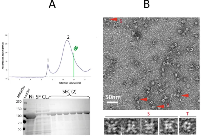 Figure 2.20: Purification and preliminary negative stain analysis of Gfp‐3A‐GS fusion A) SEC chromatogram: 