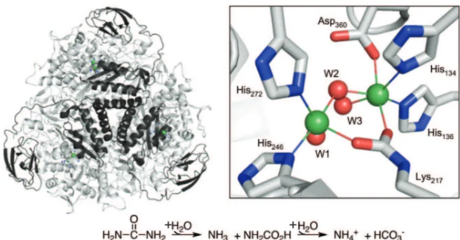 Figure 1.2.4 – Structure de l’uréase de Klebsiella aerogenes (à gauche, pdb 1FWJ) et du site actif (à droite)