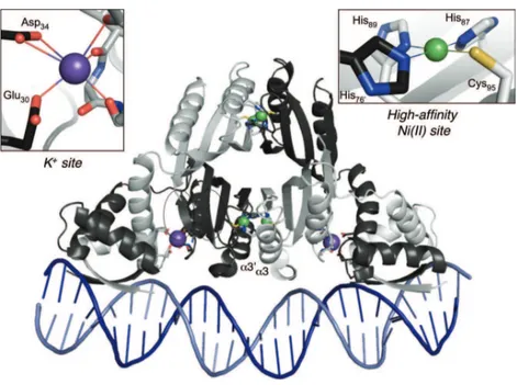 Figure 3.1.2 – Structure de NikR en complexe avec l’ADN. La protéine (pdb 2HZV) est composée de quatre monomères colorés avec différentes nuances de gris