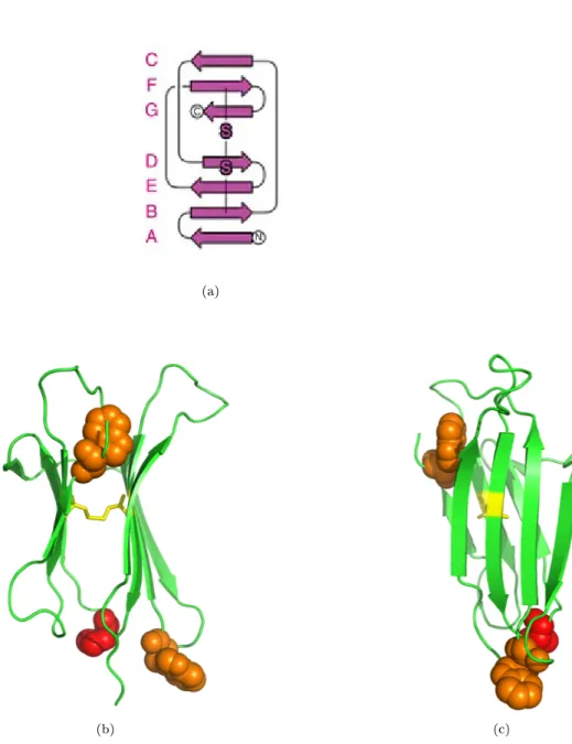 Figure 4.4: (a) secondary structure map; (b) and (c) B2M crystal structure, with the internal disulde bond in yellow, W60 and W95 in orange, P32 in red