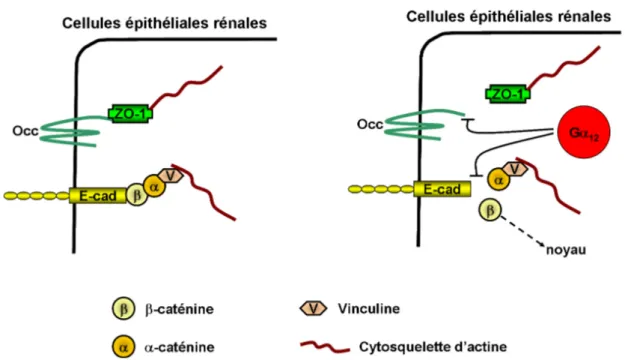 Figure  O2 :  Rôle  des  protéines  Gα αα α 12   et  Gα αα α 13   dans  les  complexes  jonctionnels  des  cellules  épithéliales  rénales