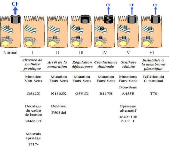 Figure I3 : Les différentes classes de mutations identifiées au niveau du gène CF. 