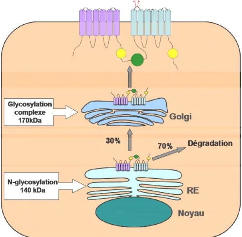 Figure I4 : Processus de biosynthèse et de maturation de la protéine CFTR. 