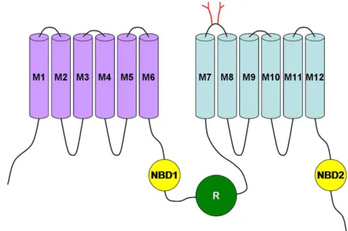 Figure I5 : schéma représentatif de la structure prédite de la protéine CFTR. 