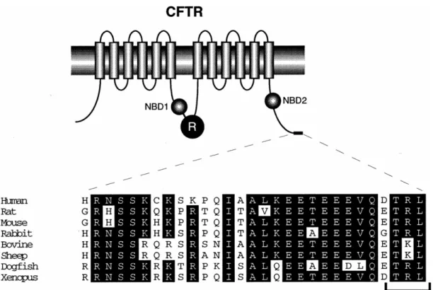 Figure I7 : Alignement des séquences de la partie C-terminale de CFTR chez plusieurs espèces