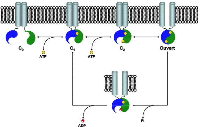 Figure  I9 :  Modèle  de  la  régulation  de  l’ouverture  et  de  la  fermeture  ATP-dépendante  du  canal  CFTR  phosphorylé