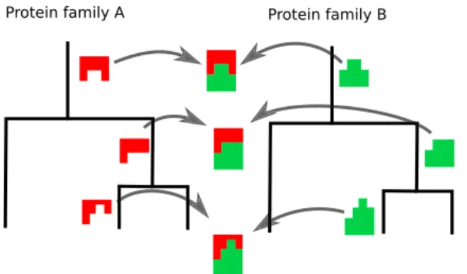 Figure 1.9: Example of a genes co-evolution where evolutionary changes in one protein compensate for the changes in its interaction partner.