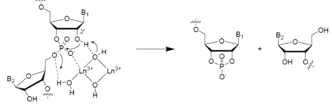 Figure 19 – Mécanisme proposé pour l’hydrolyse de l’ARN catalysée par un ion Ln(III) [81].