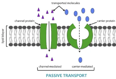 Figure   4   Illustration   of   passive   transport   pathways   by   channel   or   carrier   proteins 