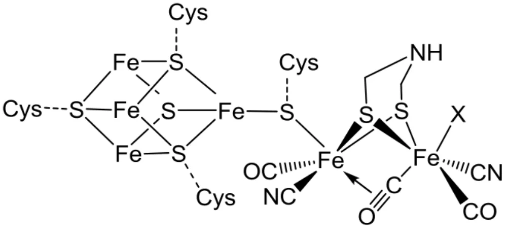 Figure  3.  Structure  du  site  actif  de  l’hydrogénase  FeFe.  X=H 2 O,  HO -   ou  H 2  suivant  les  conditions