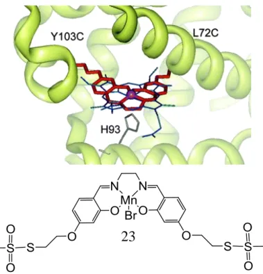 Figure  43.  Haut :  Simulation  de  l’insertion  du  complexe  dans  le  mutant  Mb(L72C/Y103C)
