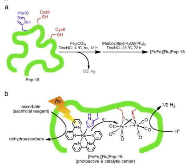 Figure  49.    a.  synthèse    du  segment  C  terminal  du  cyt  c 556   contenant  le  cluster  [Fe 2 (CO) 6 ]  et  le  photosensibilisateur  [Ru(bpy)(tpy)(Im)] 2+ 