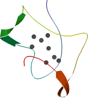Figure I.2.6 : Structure de Cup1 d’après (Calderone et coll. 2005) ;  les boules grises représentent les atomes de cuivre fixés à Cup1 dans cette structure 