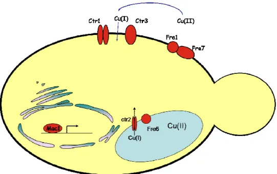 Figure I.2.8 : Réponse cellulaire à une carence en cuivre  Sont représentées en rouge les protéines surexprimées en carence de cuivre