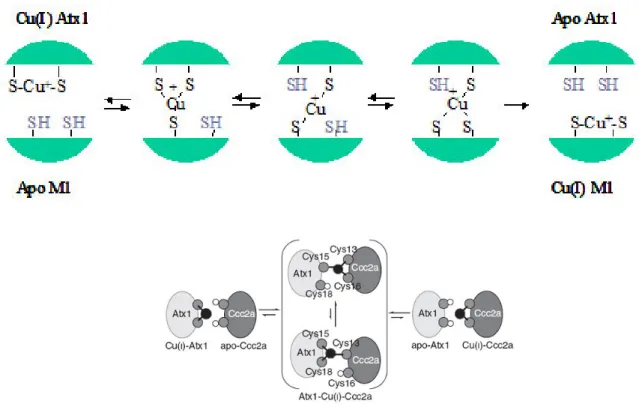 Figure I.4.5 : Représentations schématiques du transfert du cuivre entre Atx1 et Ccc2a  Figure du haut d’après (Pufahl et coll