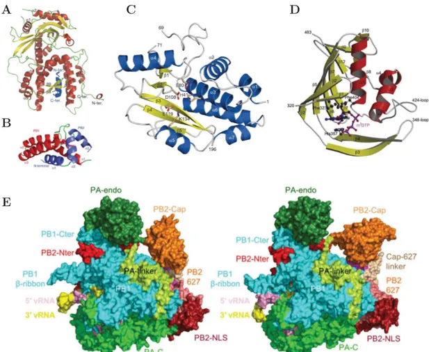 Figure 1.3 – Structures cristallographiques de l’ARN polymérase ARN dépendante de la grippe.