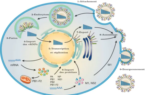 Figure 1.4 – Cycle de réplication du virus de la grippe.