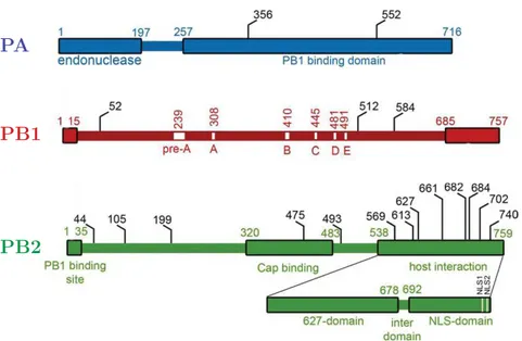Figure 1.5 – Mutations de la polymérase lors de l’adaptation inter-espèces.