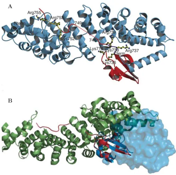 Figure 2.4 – Structure cristallographique de l’importine α5 en complexe avec le domaine NLS du virus de la grippe A (souche humaine).