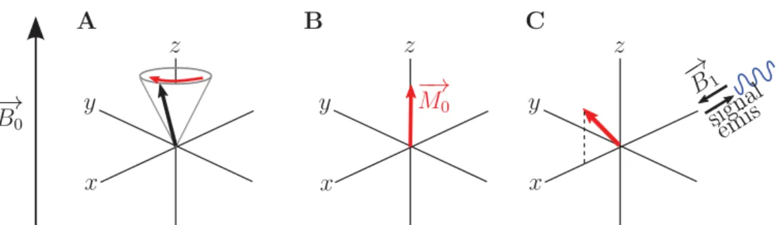 Figure 3.2 – Représentation géométrique des spins dans le champ B 0 dans le référentiel du laboratoire (A et B) ou rotatif, à la fréquence de Larmor (C)