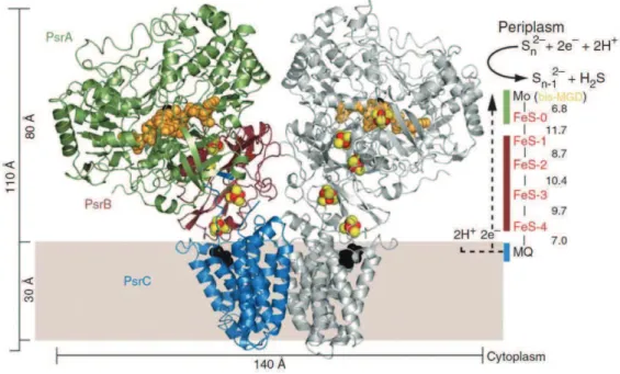 Figure  II-1-B : Structure  de  la  polysulfure  réductase  PsrABC  de  T.  thermophilus à  2,4 Å  de  résolution.