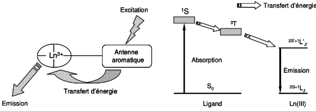 Figure 1.9 : Schéma de l’effet antenne. Représentation simplifiée des transferts d’énergie au niveau  moléculaire (gauche) et électronique (droite)