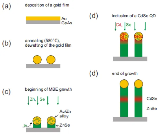 Figure 1.4: ZnSe nanowire growth process via MBE VLS method