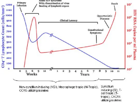 Figure 1.2 Early after primary infection there is widespread dissemination of virus and a  sharp decrease in CD4 +  T cells count in peripheral blood