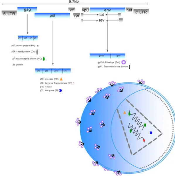 Figure 1.3 HIV structure and genome organisation: the 9 viral genes are depicted (9.7 kb)  which encode open reading frames for at least 16 structural, regulatory, accessory and  enzymatic proteins