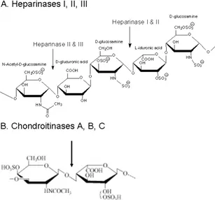 Figure 2.4 (A) The heparinases cut the oligosaccharide at the α1-4 glycosidic liaison between  a glucosamine and a uronic acid (GlcA or IdoA)