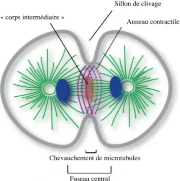 Figure 10 : Schéma d’une cellule en division (microtubules représentés en vert, l’ADN en bleu,  le  «  corps  intermédiaire  »  en  rouge  et  l’anneau  d’actomyosine  en  violet)