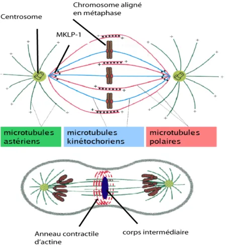 Figure  14  : (A)  Mécanisme  de  la  division  cellulaire.  Le  fuseau  mitotique  est  composé  de microtubules organisés à chaque pôle via les centrosomes