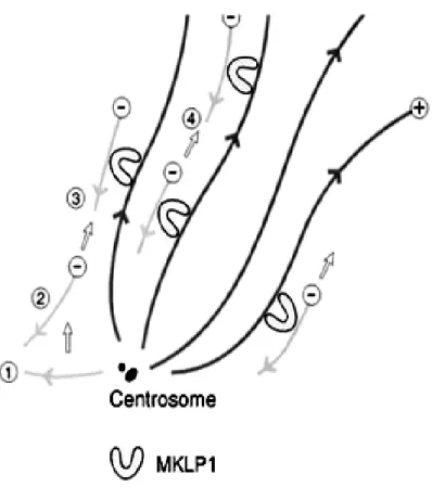 Figure 16 : Modèle représentant la formation, par MKLP-1, des microtubules à polarité non uniforme dans les dendrites et podocytes