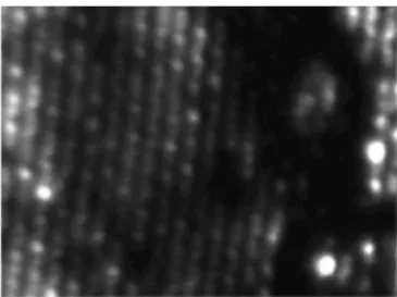 Figure 5. PEEM image under p-polarized excitation (the black shape on the right is an opal defect)