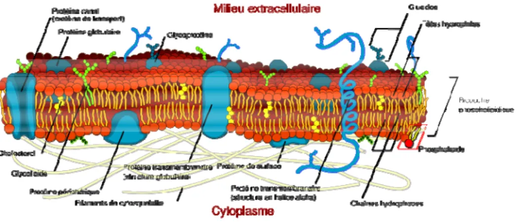 FIGURE I1:  Schéma représentant la disposition des protéines membranaires par rapport à la  membrane plasmique