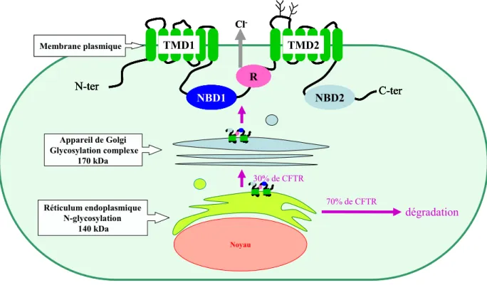 FIGURE I7: Illustration du processus de biosynthèse et de maturation de la protéine CFTR
