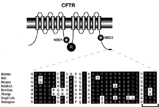 FIGURE I13: Schéma de la structure prédite de CFTR et alignement des séquences de la partie  C-terminale du canal provenant de différentes espèces