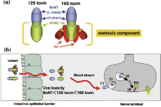 Figure 3 : Schéma des complexes botuliques et du trajet suivi par le complexe botulique lors de  son ingestion