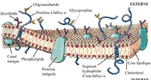 Figure 14 : Vue schématique de la membrane plasmique d’une cellule eucaryote. D’après  Biologie moléculaire de la cellule