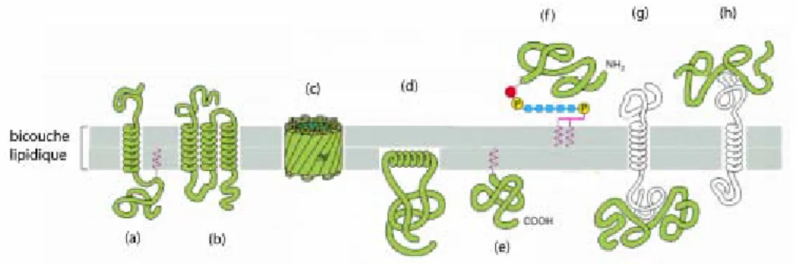 Figure 16 : Les différents modes d’association des protéines aux membranes biologiques