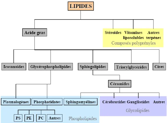 Figure 18 : Classification des principaux types de lipides d’après leur parenté structurale