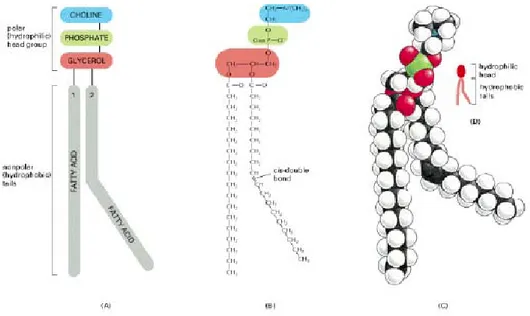 Figure 19 : Les différentes parties d’une molécule de phosphatidylcholine. (A) représentation  schématique