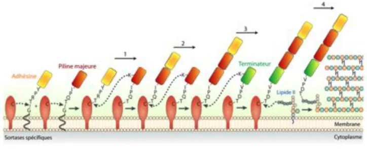 Figure 7: Modèle d’assemblage des pili chez les bactéries à Gram-positif 