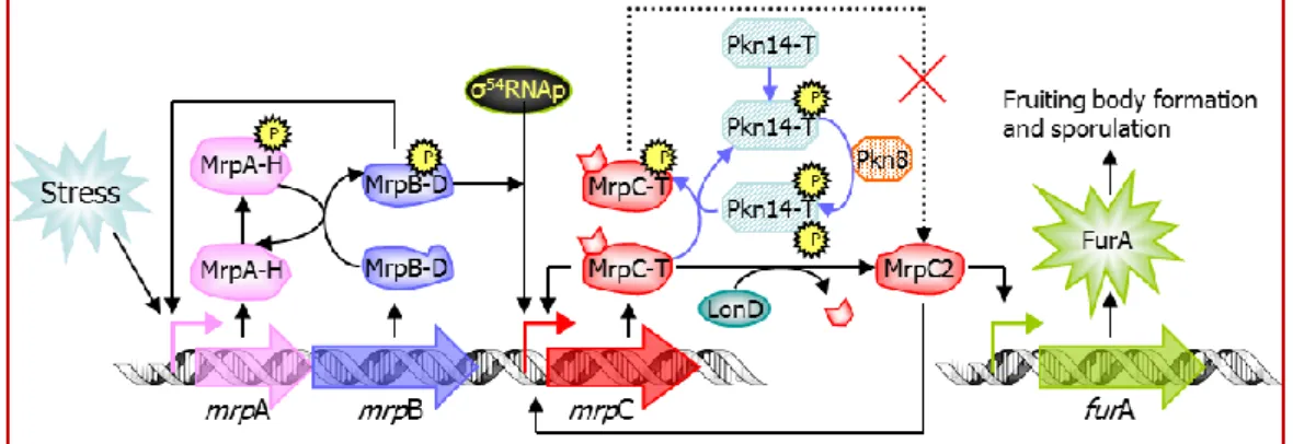Figure 3: Dual regulation of MrpC by S/T-kinase cascade and H/D-TCS in M. xanthus  (reproduced based on  23,154,226 )                                                                                                             