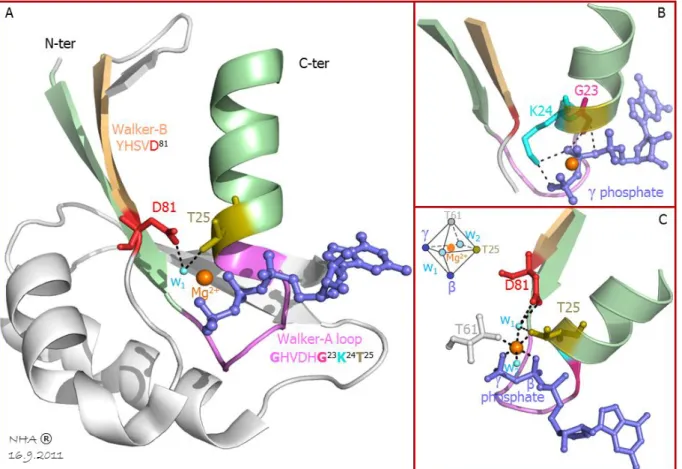 Figure 10: Walker-A loop and Walker-B motif in nucleotide-binding proteins 
