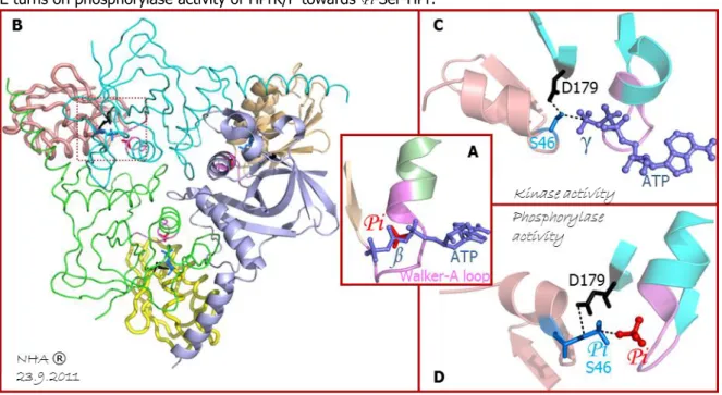 Figure 13 : Kinase and phosphorylase catalytic mechanism of HPrK/P towards HPr 