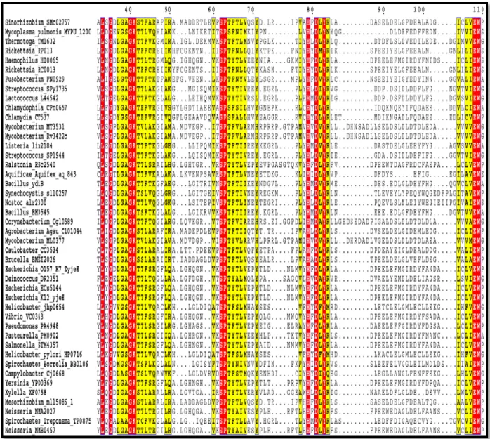 Figure 21-B: Potential sequence alignment of COG0802 family in the Kingdom of bacteria