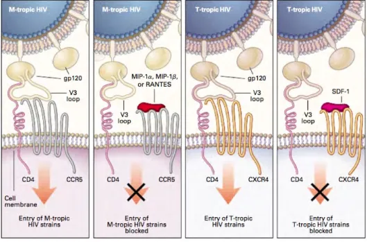 Figure 2.9 shows the chemokine receptors as co-receptors for HIV entry into cells and chemokine inhibition of HIV entry.