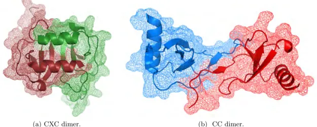 Figure 2.13.: 3D structures of chemokine dimers.